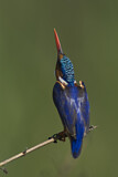 Image. Malachite Kingfisher
