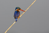 Image. Malachite Kingfisher