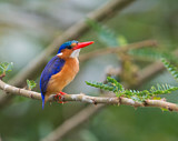 Image. Malachite Kingfisher