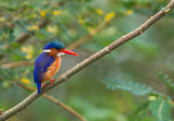 Image. Malachite Kingfisher