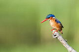 Image. Malachite Kingfisher
