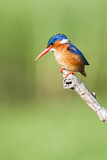 Image. Malachite Kingfisher