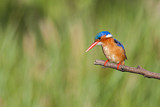 Image. Malachite Kingfisher