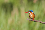 Image. Malachite Kingfisher