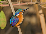 Image. Malachite Kingfisher
