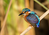 Image. Malachite Kingfisher