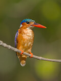 Image. Malachite Kingfisher
