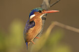Image. Malachite Kingfisher