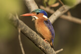 Image. Malachite Kingfisher