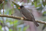 Image. Malagasy Bulbul