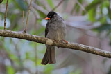 Image. Malagasy Bulbul