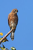 Image. Malagasy Kestrel