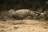 Image. Malayan Peacock-Pheasant