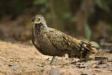 Image. Malayan Peacock-Pheasant