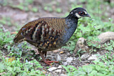 Image. Malaysian Partridge