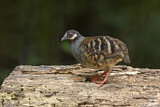 Image. Malaysian Partridge