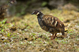 Image. Malaysian Partridge