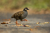 Image. Malaysian Partridge