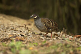 Image. Malaysian Partridge