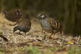Image. Malaysian Partridge