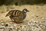 Image. Malaysian Partridge