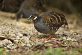 Image. Malaysian Partridge