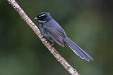 Image. Malaysian Pied Fantail