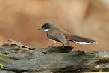 Image. Malaysian Pied Fantail