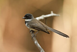 Image. Malaysian Pied Fantail