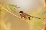 Image. Malaysian Pied Fantail