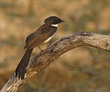 Image. Malaysian Pied Fantail