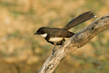 Image. Malaysian Pied Fantail