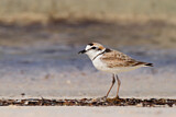 Image. Malaysian Plover