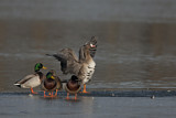 Image. Mallard & Greater White-fronted Goose