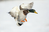 Image. Mallard