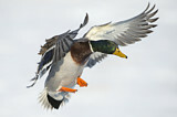 Image. Mallard