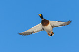 Image. Mallard