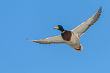 Image. Mallard