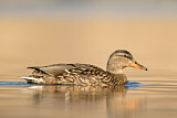 Image. Mallard