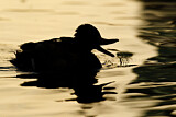 Image. Mallard