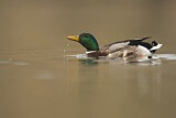Image. Mallard