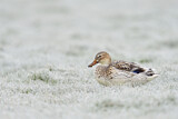 Image. Mallard