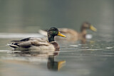 Image. Mallard