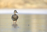 Image. Mallard
