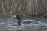Image. Mallard
