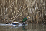 Image. Mallard