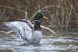 Image. Mallard