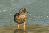 Image. Mallard