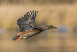 Image. Mallard