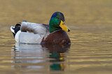 Image. Mallard